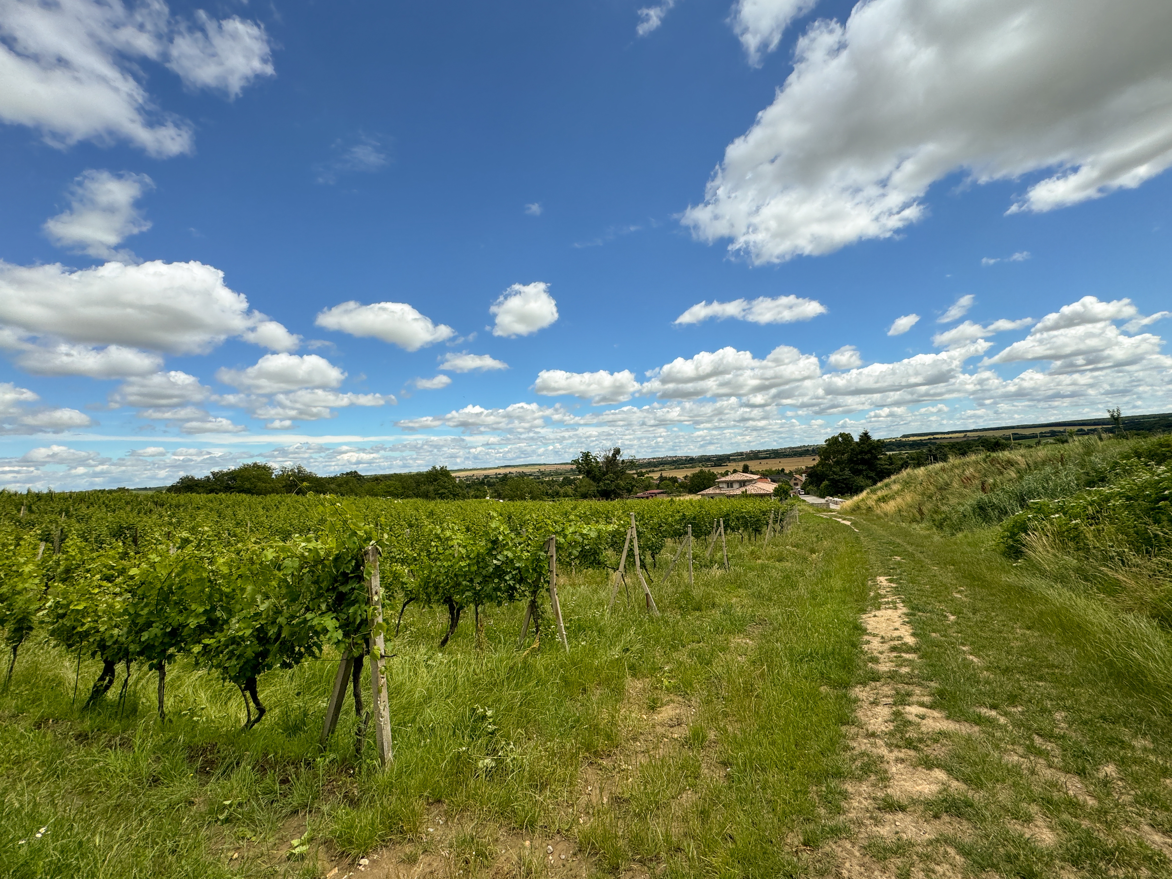 Vinohrady v okolí Vinosadov